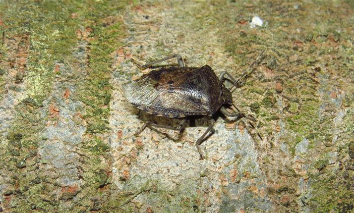 Pentatomidae: Rhaphigaster nebulosa del Portogallo (Costa de Caparica)